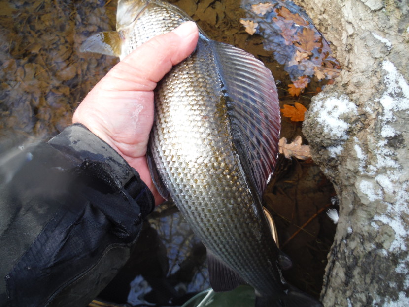 Upper Wye cock grayling